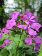 lunaria annua wildflower