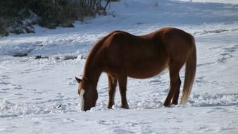 brown horse grazing at snowy winter