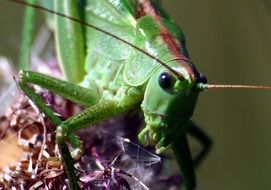 grasshopper macro