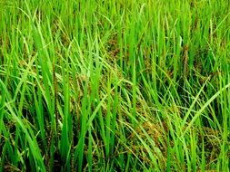 fresh green grass field