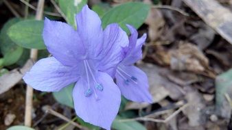 blue flower among dry foliage closeup