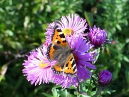 flower butterfly spring