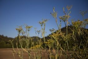 weeds sunny landscape outdoor
