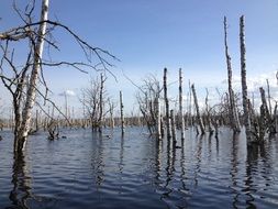 Landscape of the trees in the lake