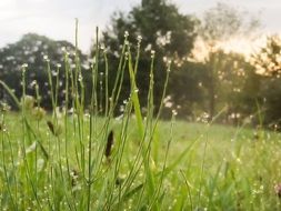 elegant grasses meadow