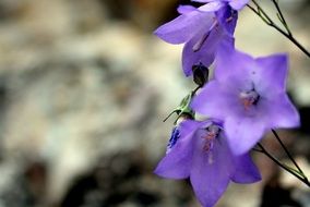 blue purple wildflowers