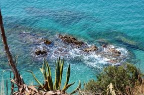 Agave on the coast