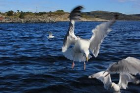 gulls prey at the water surface