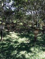 Landscape of bee farm on a sunny day