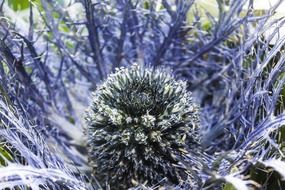 fluffy thistle core