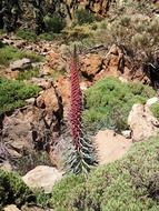 landscape of tajinaste of the genus Echium