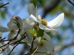 white buds on apple