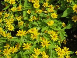 green bush with yellow flowers