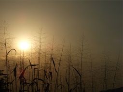 plants against a foggy sunset
