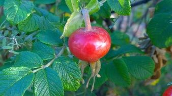Rosehip bushes with red fruits