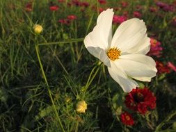 white and red flowers in the meadow