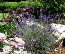 Beautiful lavender plant in the garden