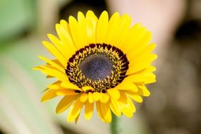 small sunflower bud