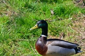 drake duck on green grass