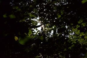 Beech trees in the forest
