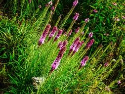 liatris is a kind of asters