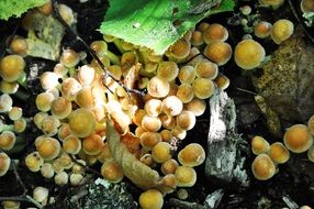 small yellow mushrooms on trunk in autumn forest