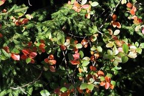 Spruce in autumn