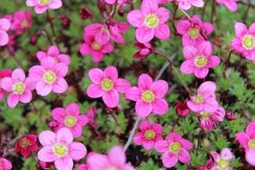 bush with pink flowers in the garden