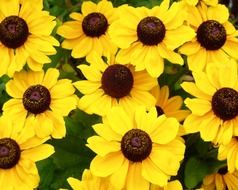 yellow sun hat flowers in the garden