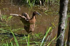 flapping wings duck