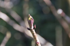 Springplants bud macro photo