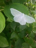 white butterfly on green foliage close-up