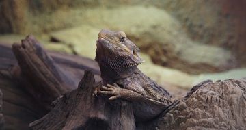 leopard gecko is a representative of the fauna