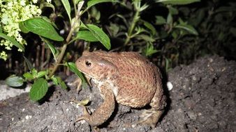 brown frog on the ground at night