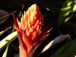 bright tropical plant blossom in the rainforest