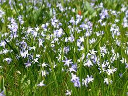 bright blue spring flowers on a green meadow