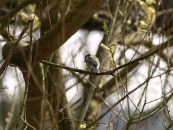 tit bird on the tree