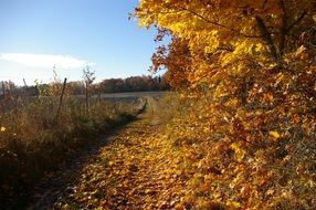 autumn trees with yellow leaves near the road
