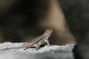 brown lizard on gray stone