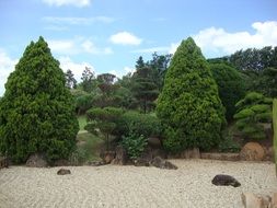 green trees in the sand