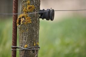 Power cord on tree