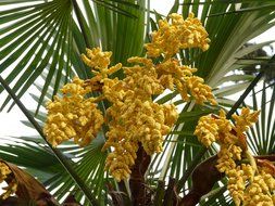 bottom view on the yellow flowers palm tree