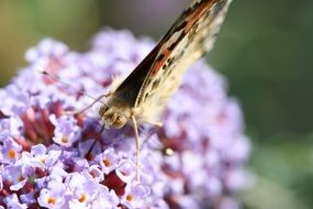 Beautiful and colorful butterfly on the colorful lilac blossoms