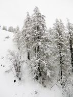 snowy landscape