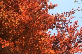 tree branches with red leaves at sky