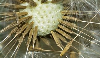 seeds tarassacum