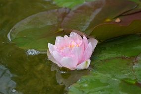 pink water lily in the lake