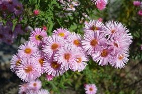 fluffy pink flowers in the garden close-up on blurred background