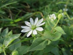 myosoton aquaticum, water chickweed, plant with white flowers