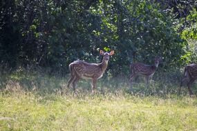 wild brown deer